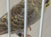CINNAMON WINGS HEN RING NUMBER 26 BLACK RING 2025 Bred