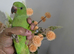 Indian ringneck parrots available green yellow lutino albino blue read addhandreared etc