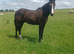 Quality Gelding to make 16hh+