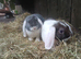 mini lop boys available