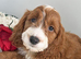 Beautiful Cockapoo puppies looking for loving homes! ️