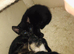 3 Beautiful girl kittens looking for forever homes