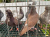 Figuritas to go show quality birds
