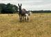 "Francesca and her gorgeous little girl" Mare Companion Horse