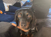 Black and Tan miniature dachshund