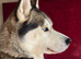 Siberian Husky available for stud only