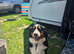 Mango the bernese