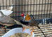 Assorted zebra finches