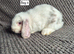Mini Lop Bunnies