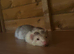Make ferret 10 weeks old