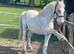 Beautiful Sec D x Welsh partbred FULL LOAN OR SALE