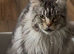 Large MaineCoon