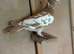 Racing 2 pigeons for sale
