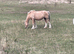 14.2 ride and drive mare