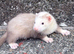 Part Angora hob ferret hob