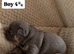 5 STAR FRENCH BULLDOGS