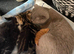 Kittens for sale