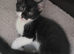 3 beautiful kittens left