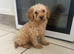 Toy poodle puppy’s