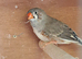 Zebra Finches