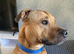 Staffy cross, Boy