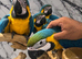 Friendly Baby HandReared Super Tame Cuddly Blue & Gold Macaw Parrot,18