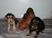 Cocker spaniel puppies