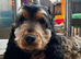 Cocker spaniel albert