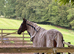 3 yr old gelding ROR eligible