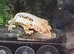 Lily white crested gecko