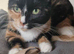 Urgent older kitten/young cats needing new homes (please read)