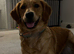 Beautiful Girl for Rehome