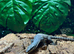 Kimberley Monitor at Birmingham Reptiles (Free Shipping over &pound;750)