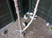 Quails Button Quails for Sale