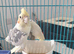 Lutino cockateil 9 month old with large cage