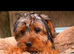 2 beautiful Yorkshire terrier puppies