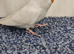 Budgies 2-Month-Old