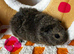 Female (Sow) Baby Guinea Pigs