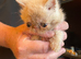 Persian/exotic kittens