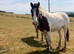 Beautiful Skewbald Filly
