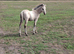 Registered and p/b Nf colts