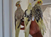 Super silly hand tamed baby cockatiels