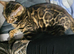 Beautiful bengal female 7 months old