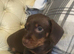 2 boys 3 girls dachshund for sale
