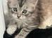 Tica registered amazing Maine coon kittens