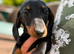 Mini dachshund puppies