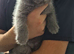 8 week old British shorthair