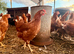 Guaranteed female chickens