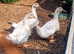 Trio Silver Swedish Ducks