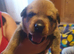 Rottweiler/ Sharpie puppies